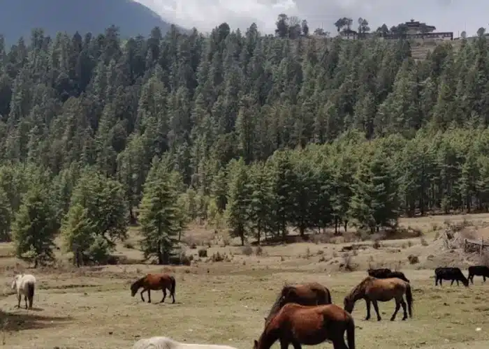 Phobjikha Valley -Bhutan